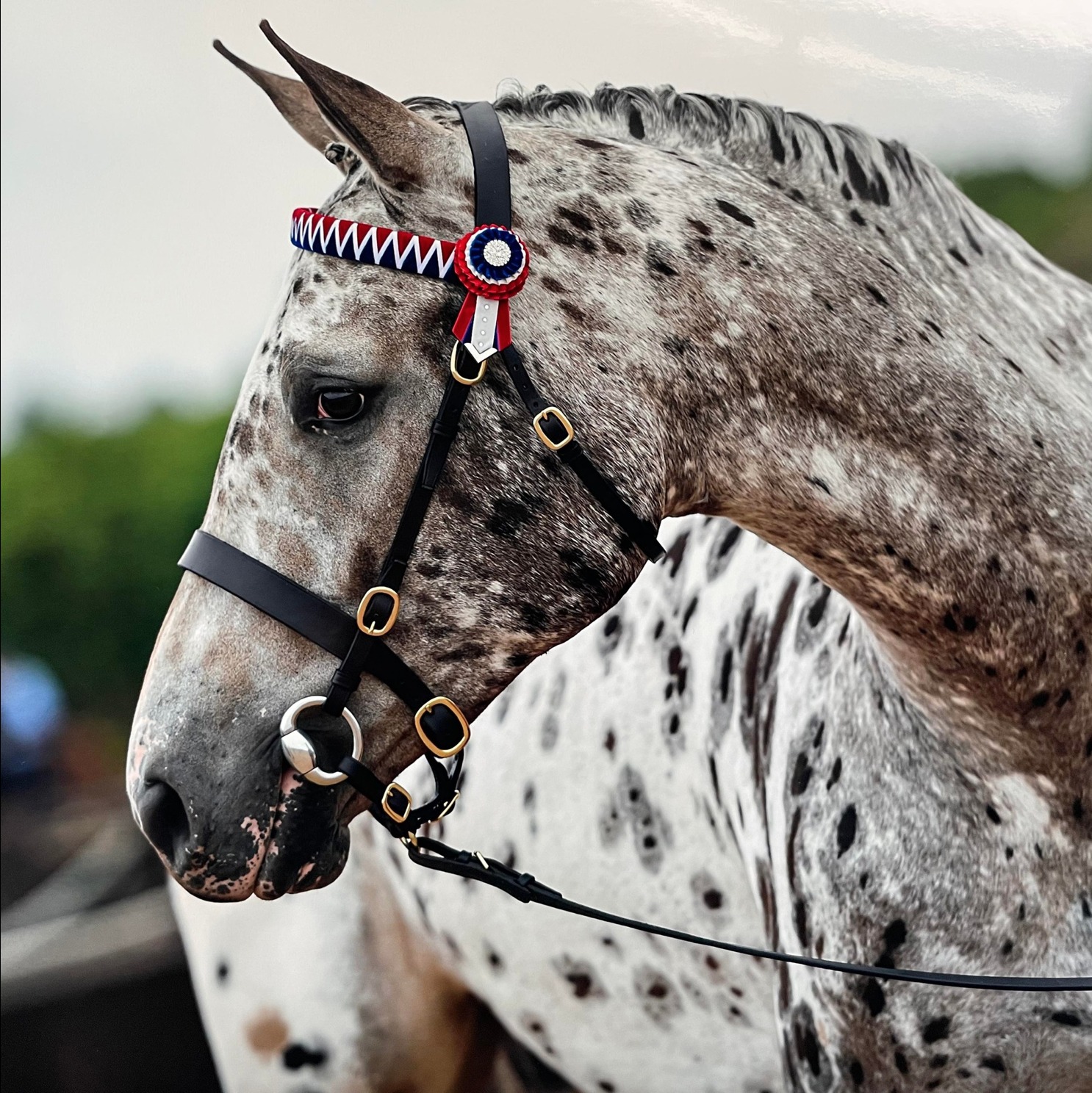 Buckskin Appaloosa